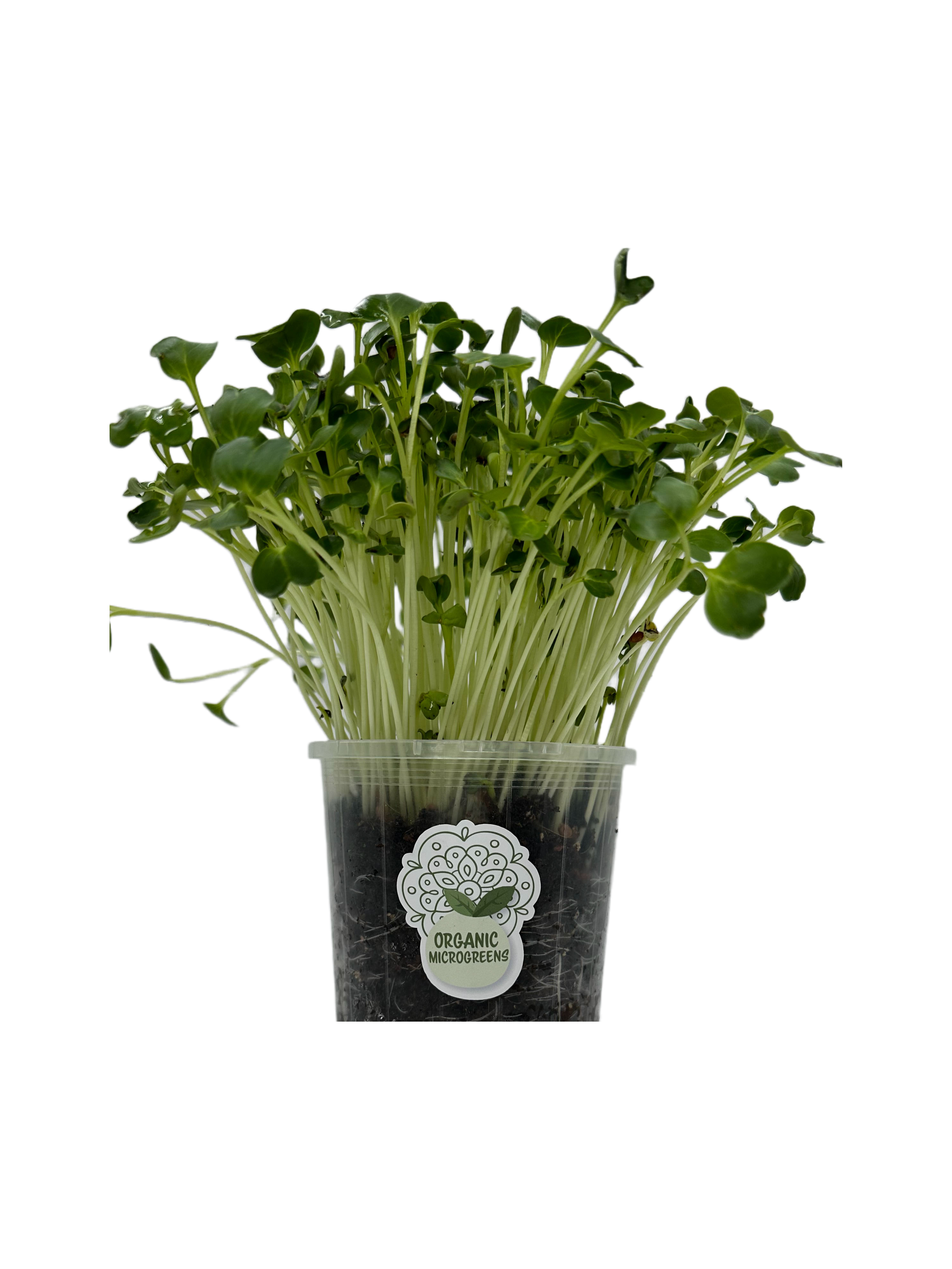 Daikon Radish (Fresh & Organic) – Milenium Food